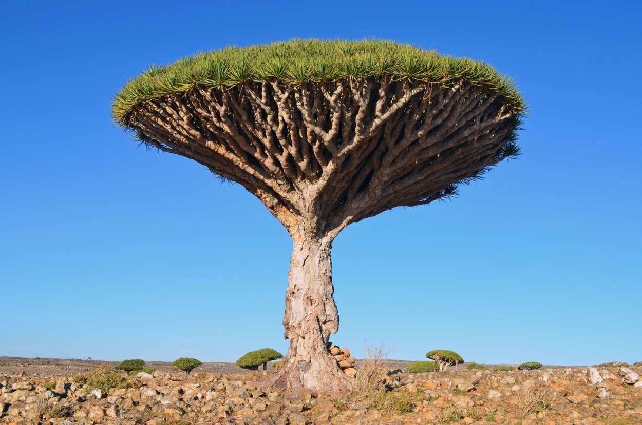 Африка деревья облака