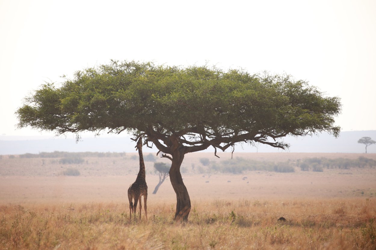 Растения пустыни баобаб