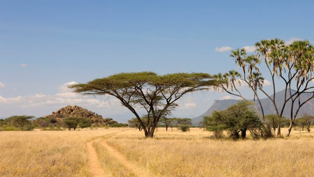 Растительность саванн и редколесий Африки