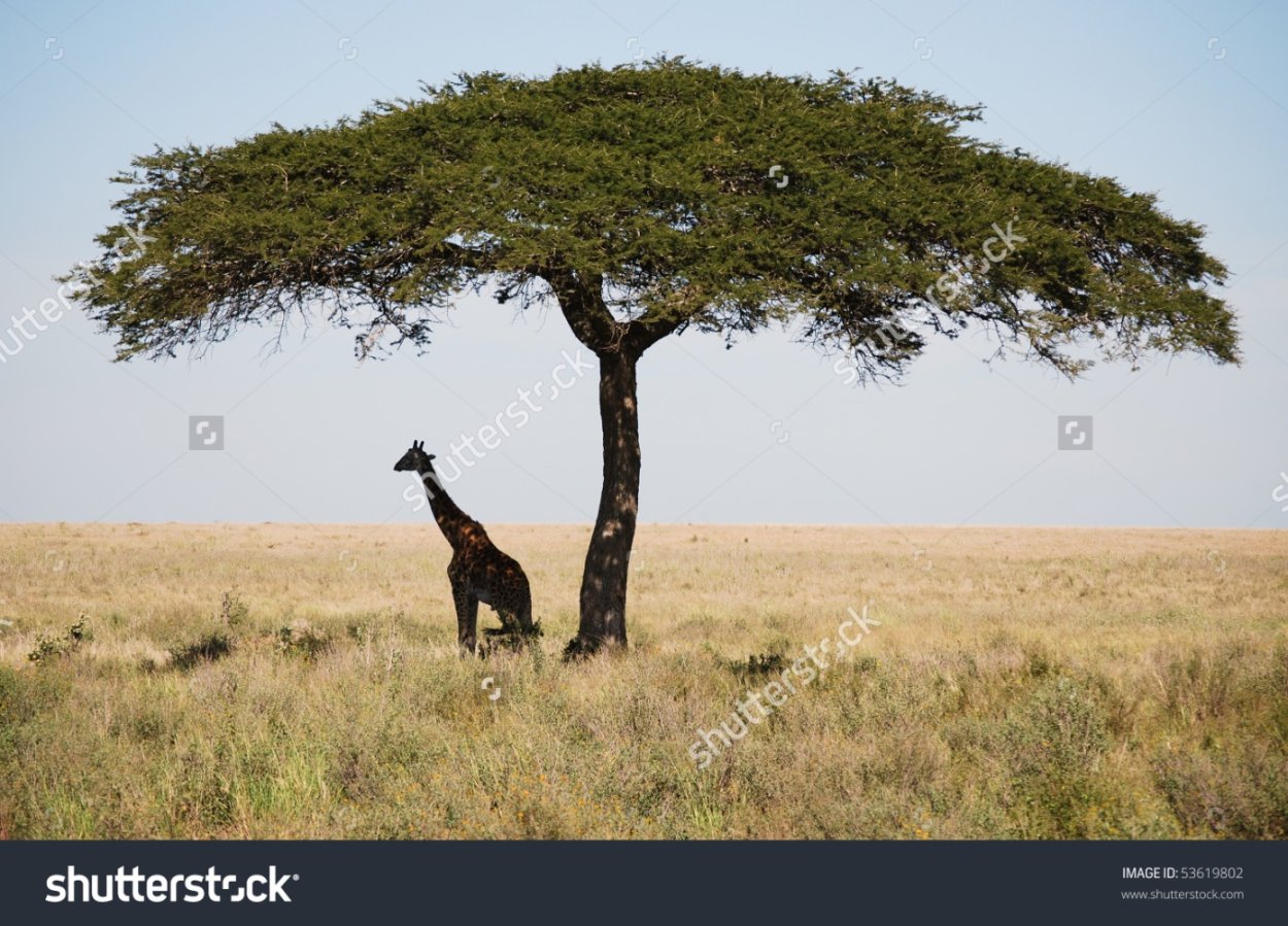 Акация желтокорая