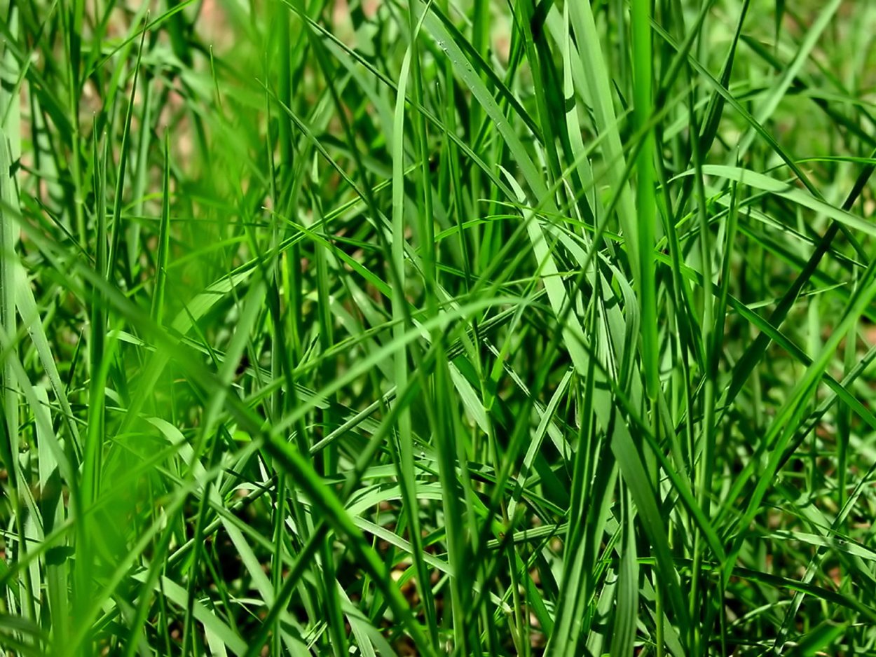 Высокая зеленая трава