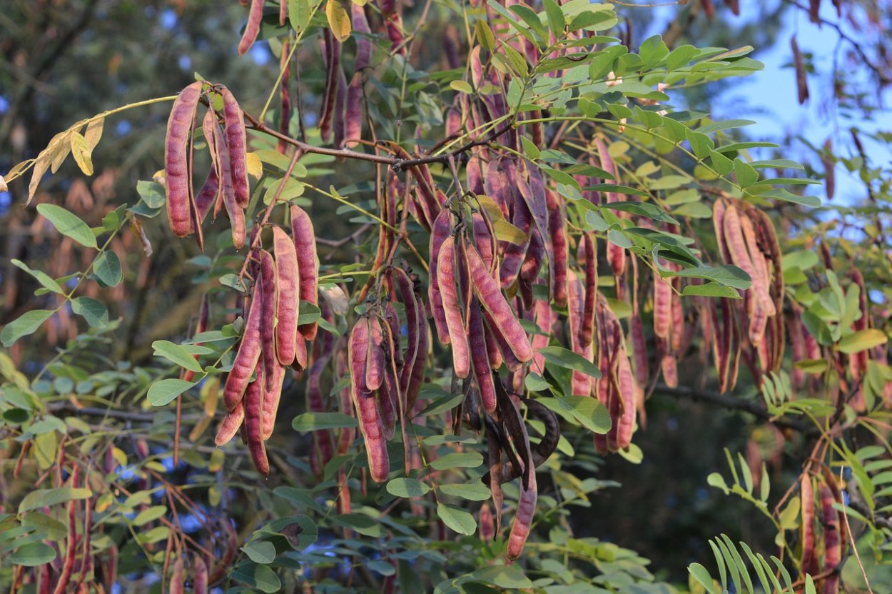 Карруба дерево