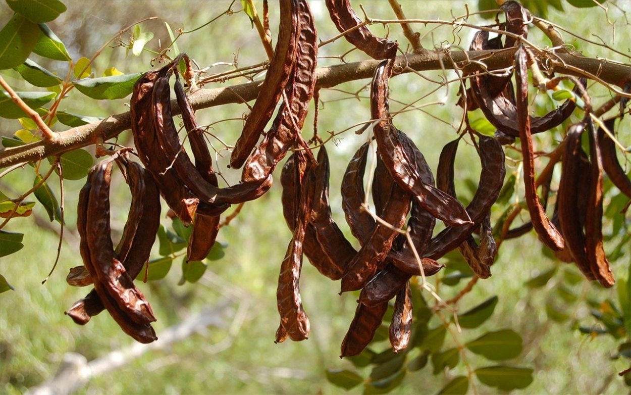 Акация кустарник горох