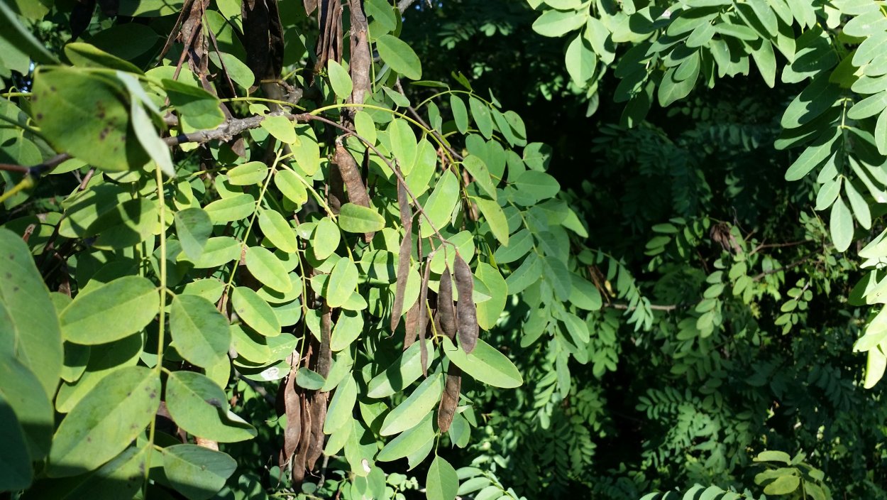 Цератония стручковая рожковое дерево