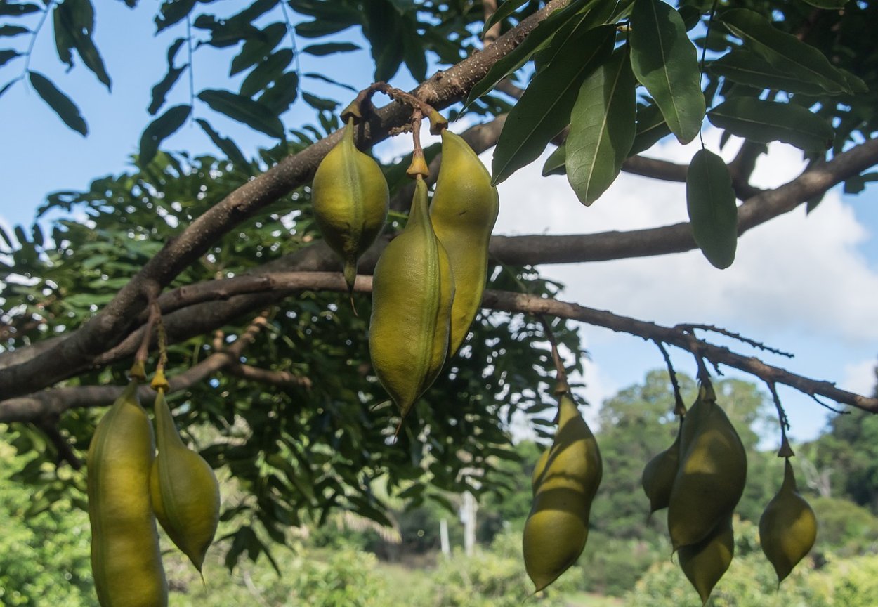 Катальпа листья
