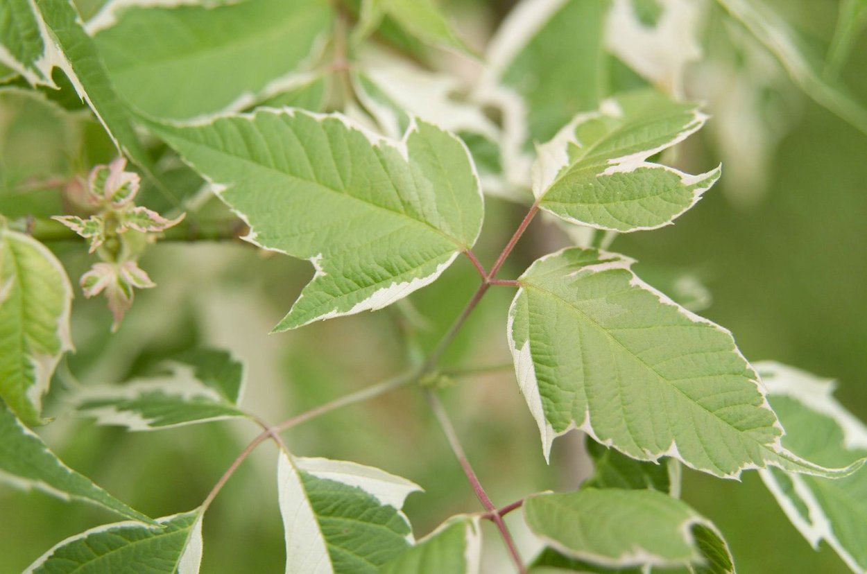 Клен ясенелистный Ауреомаргинатум