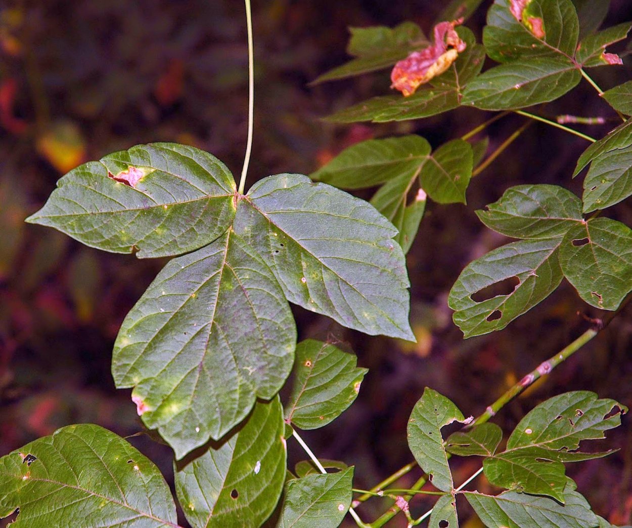 Клен ясенелистный лист