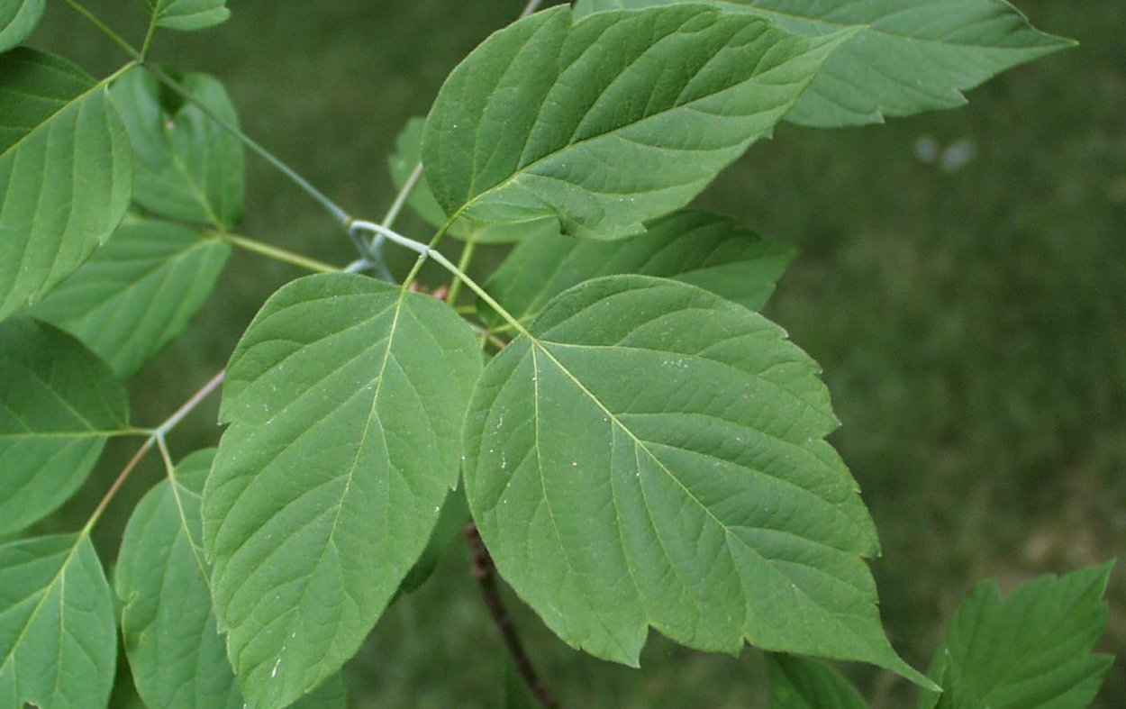 Американский ясенелистный клён побеги