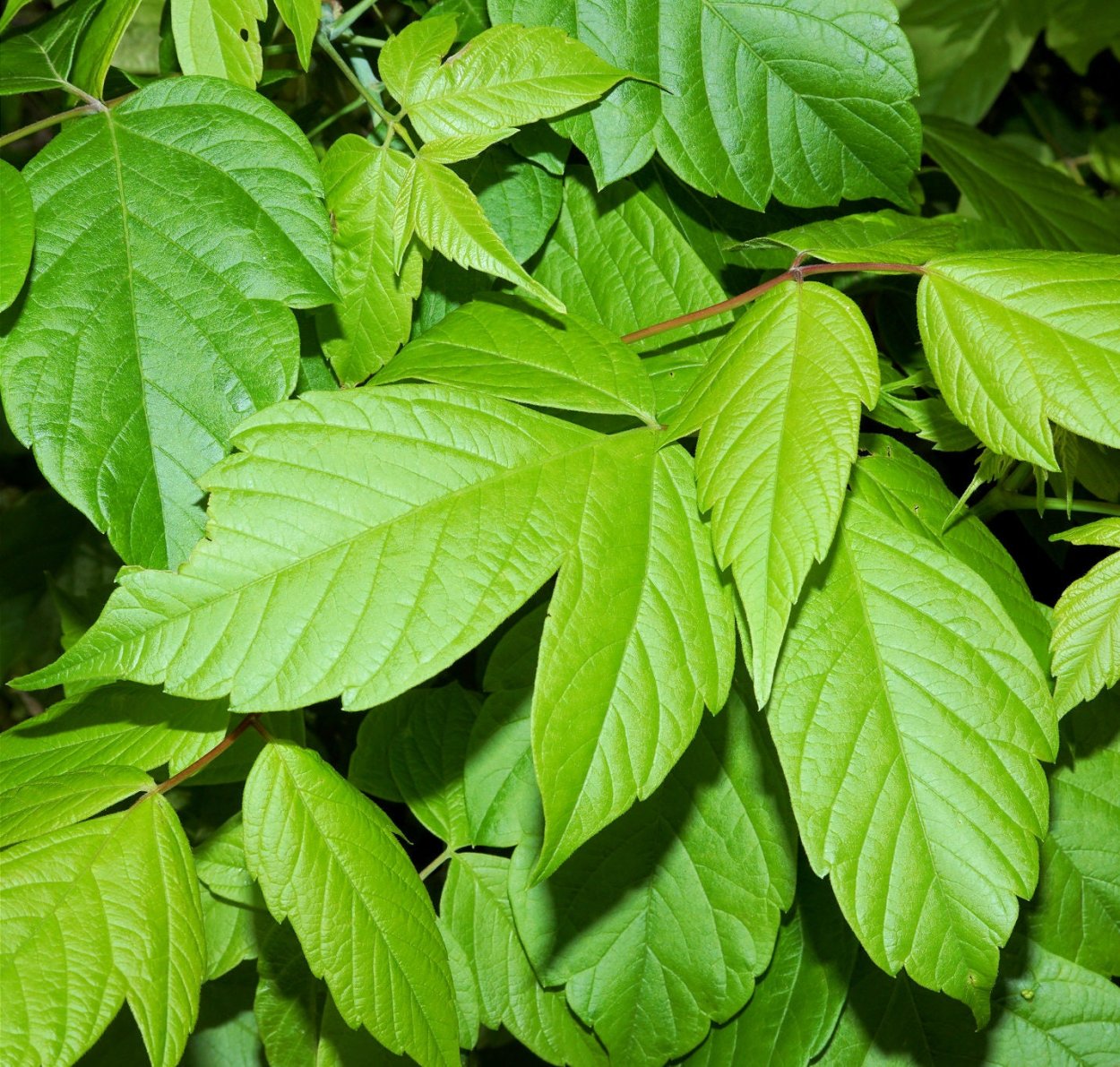 Клён американский ясенелистный цветение