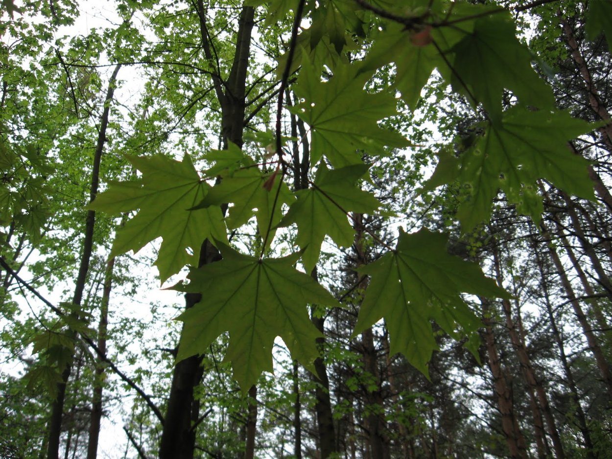 Клён ясенелистный ветка