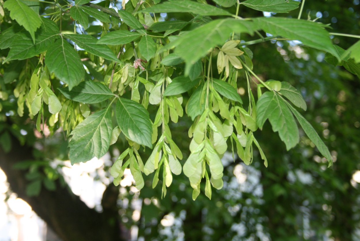 Клен ясенелистный Элеганс