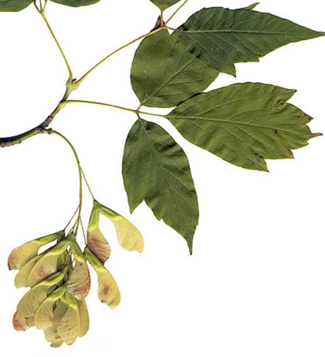 Клен ясенелистный семена