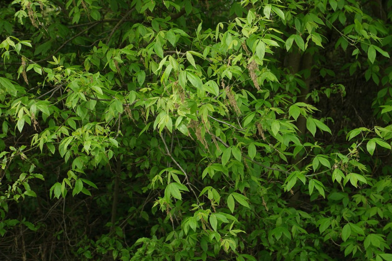 Листья Ashleaf Maple