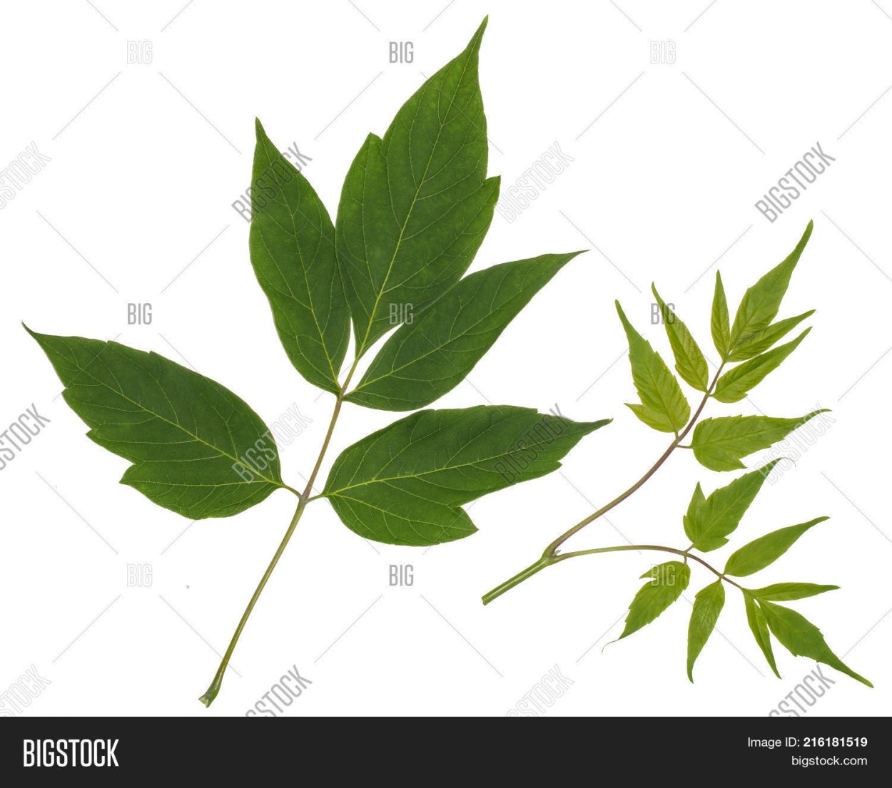 Acer negundo californicum