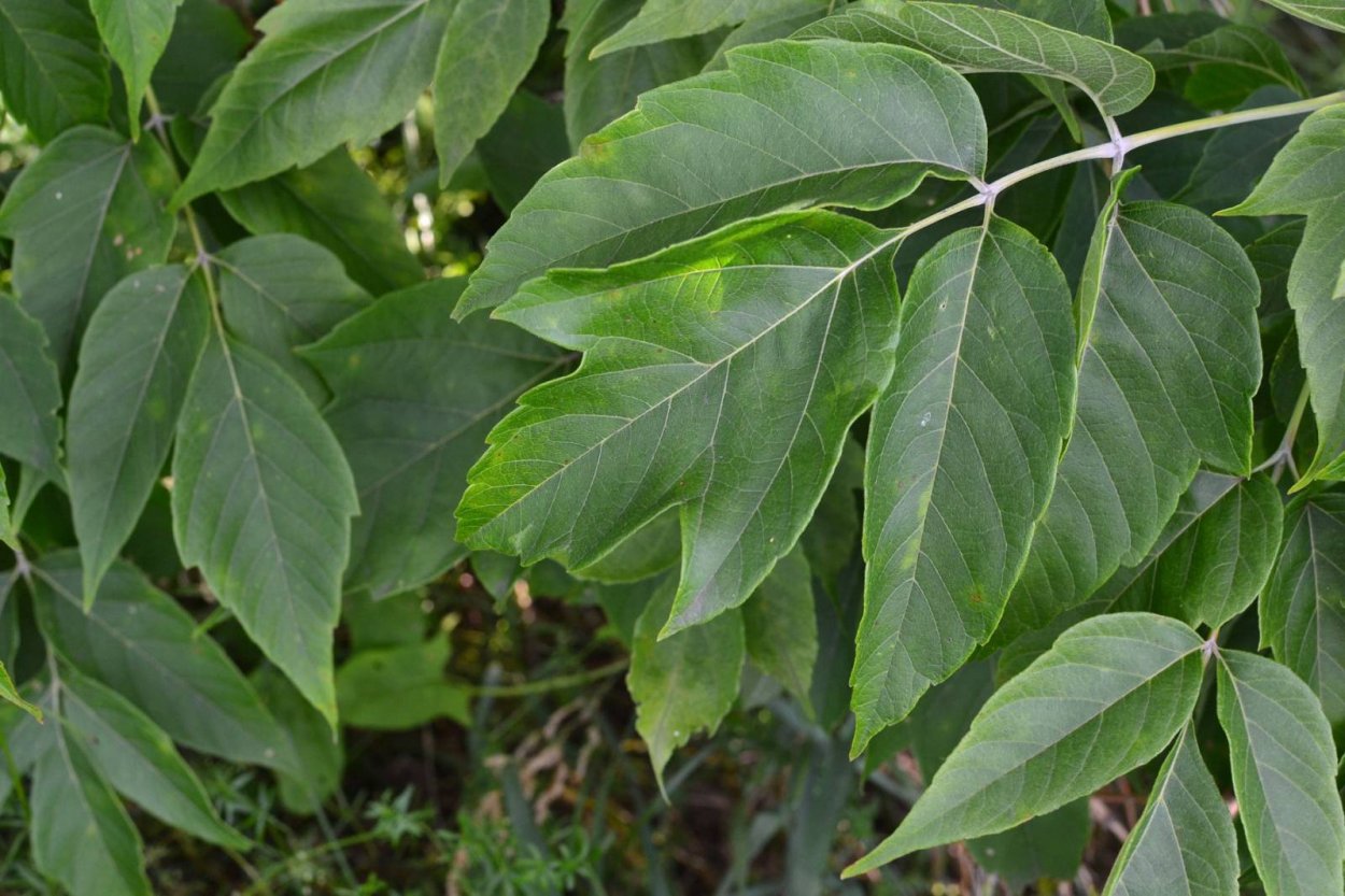 Клен Ложноплатановый