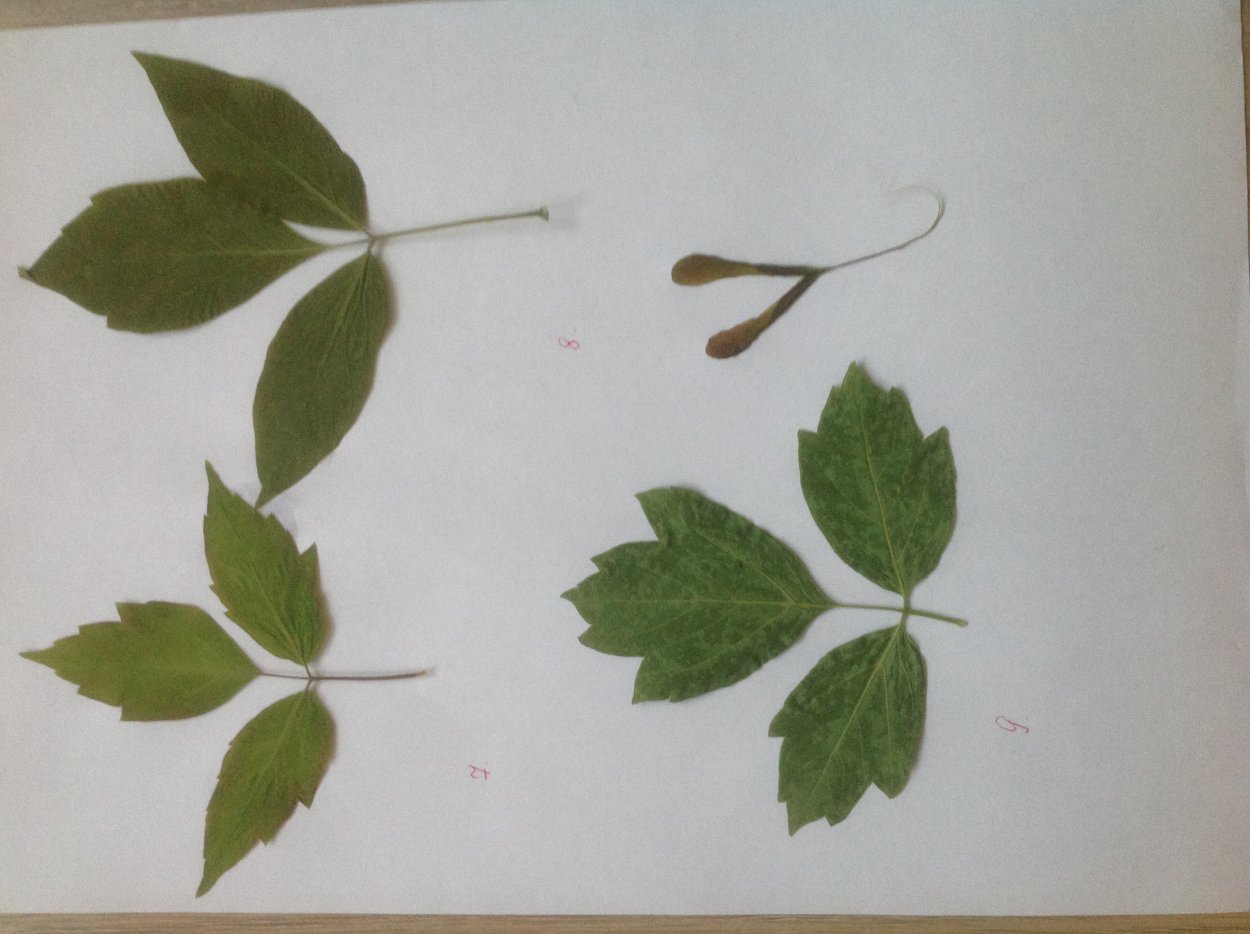 Клен ясенелистный