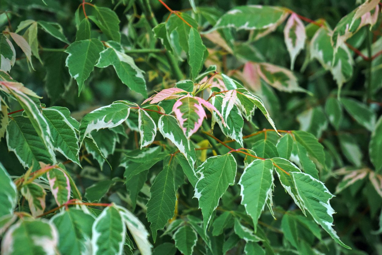 Клен ясенелистный 'Flamingo'