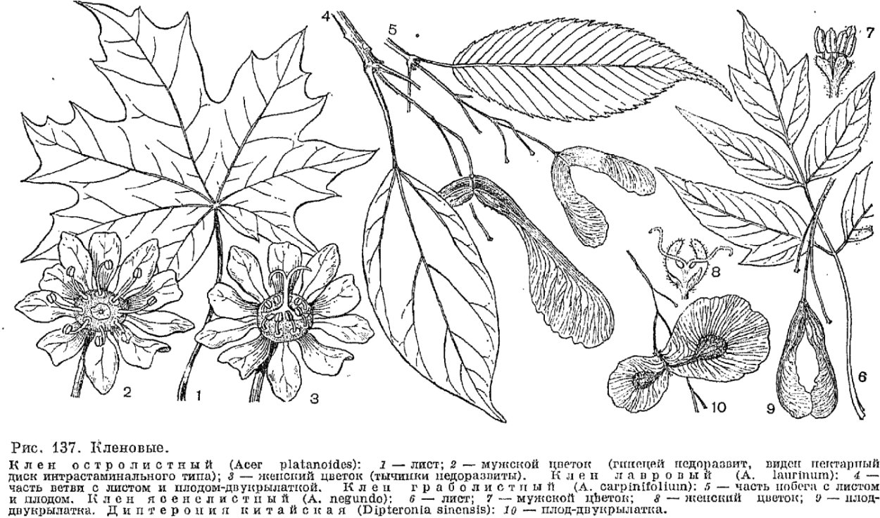 Клен остролистный гинецей