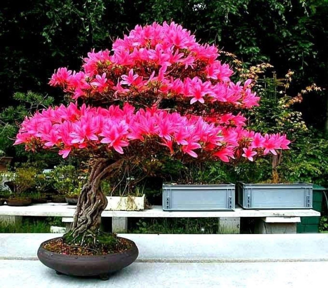 Дерево королей цветок