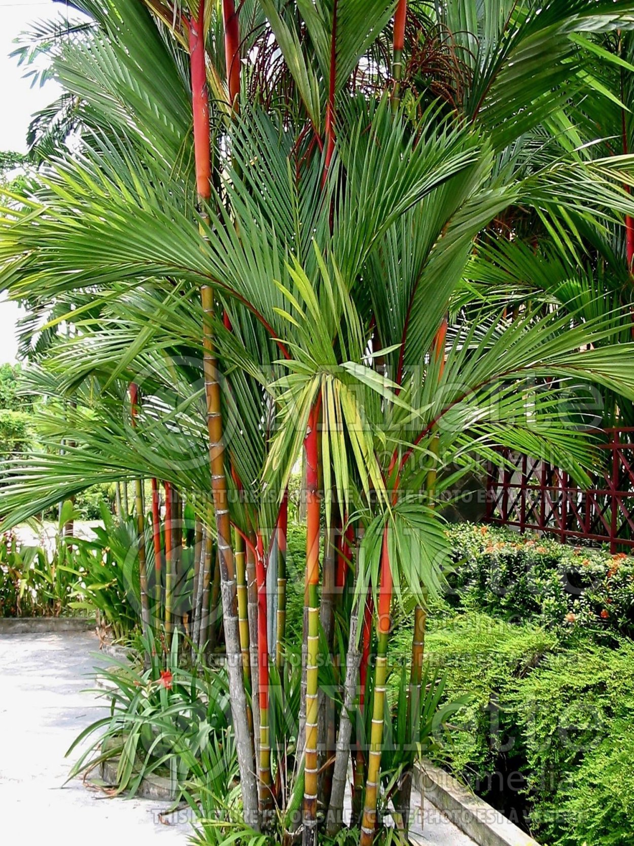 Wax Palm растение