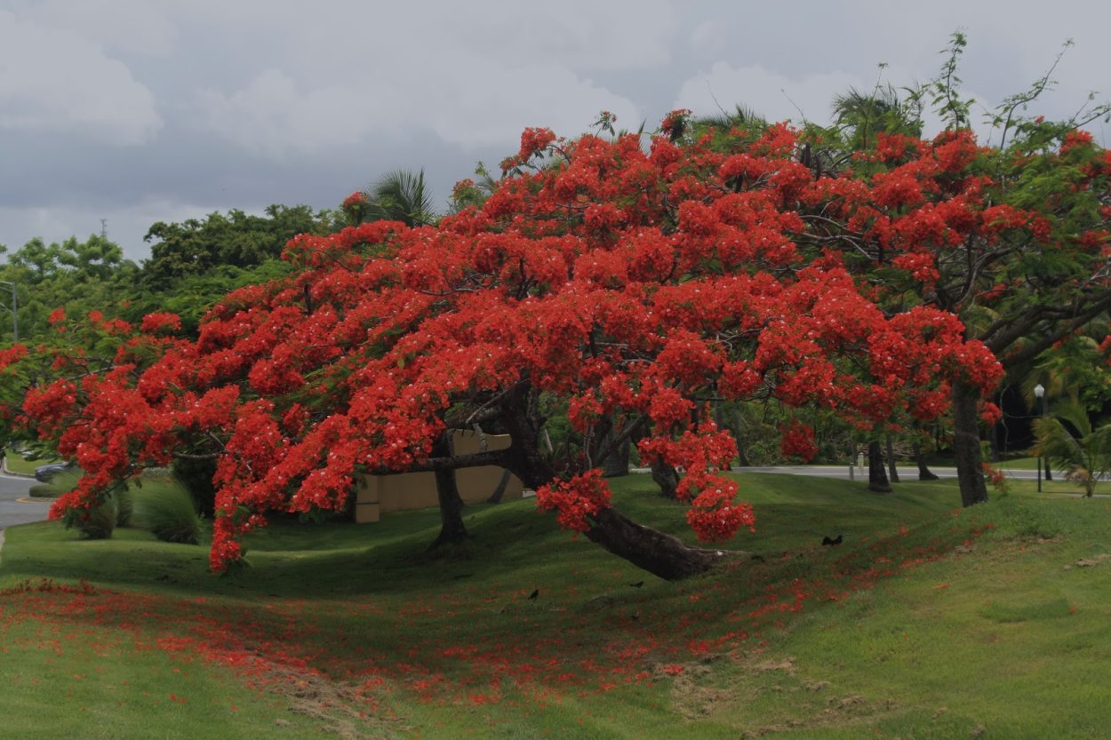 Королевский Делоникс Бразилия