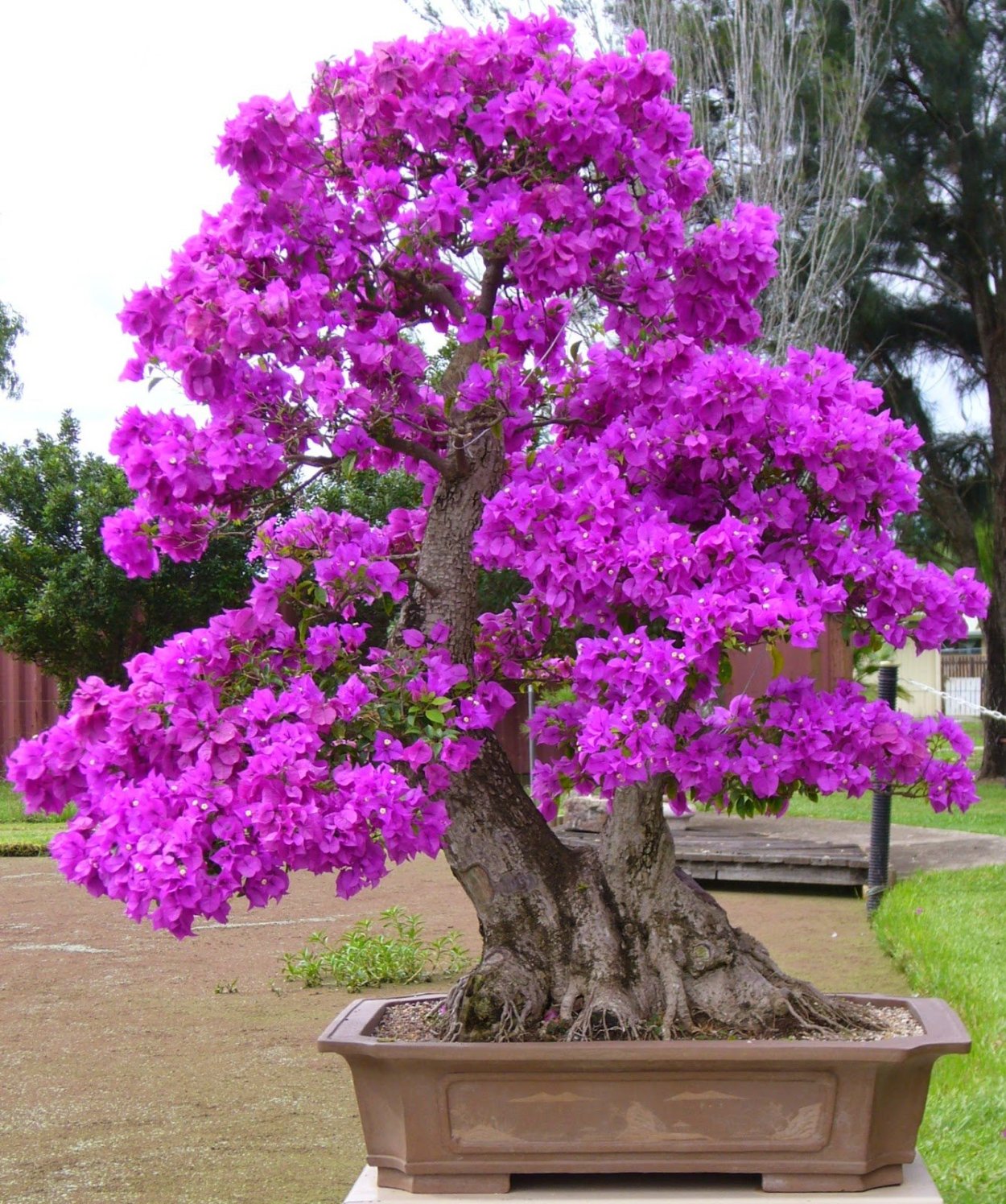 Лагерстремия индийская бонсай