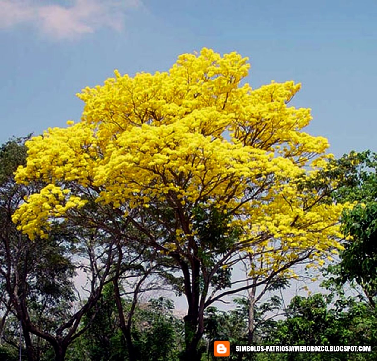 Павлония желтая