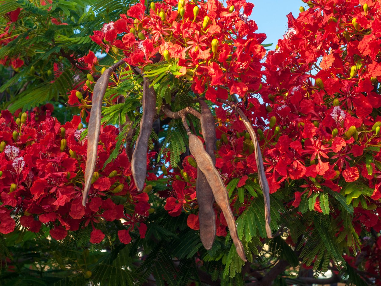 Крассула бонсай