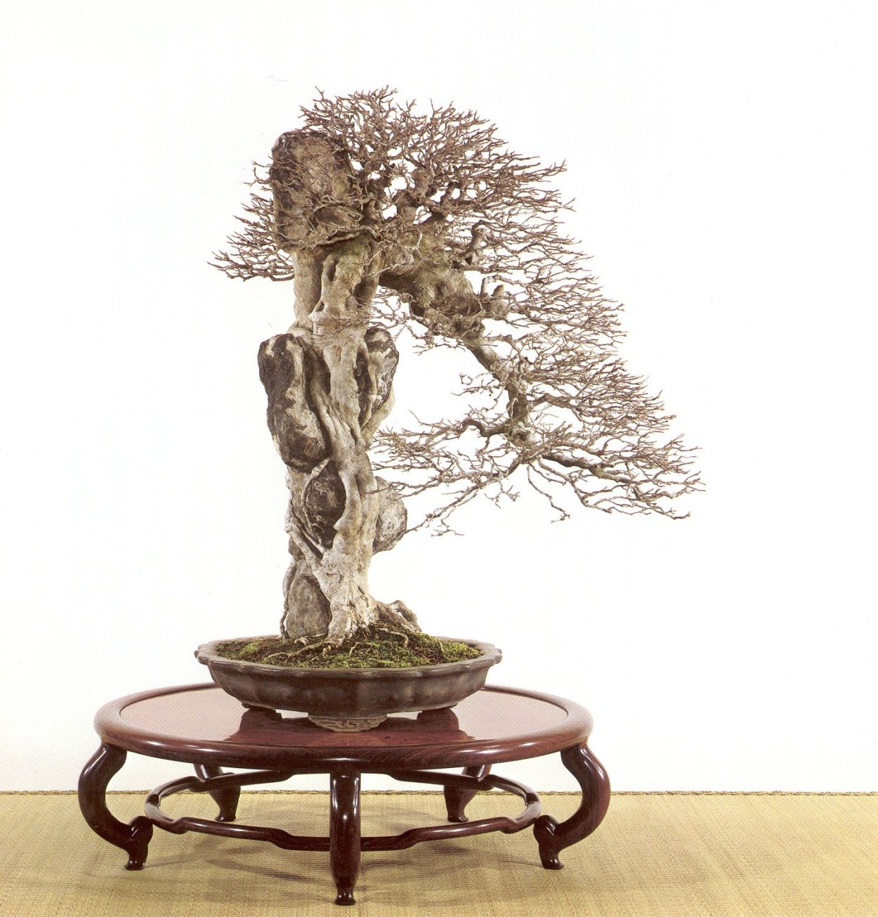 Бонсай цветы с корнем с камнем в корнях