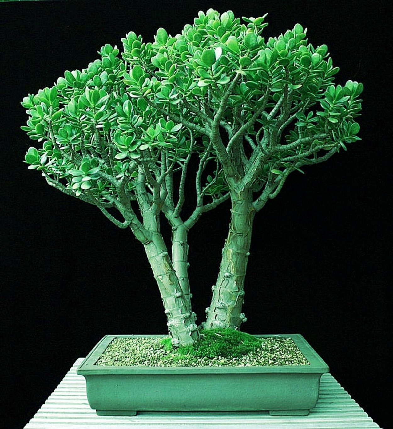 Лоза референс