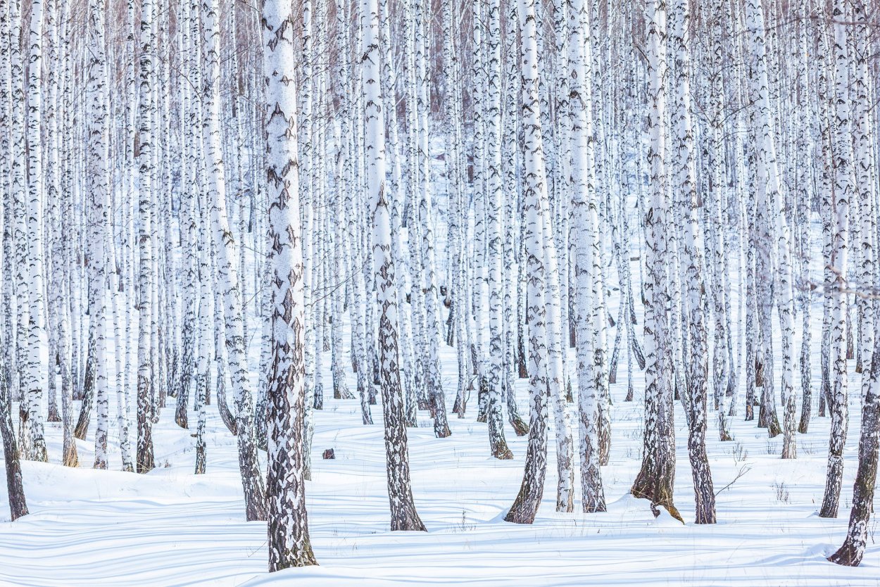 Березовая роща Дербышки