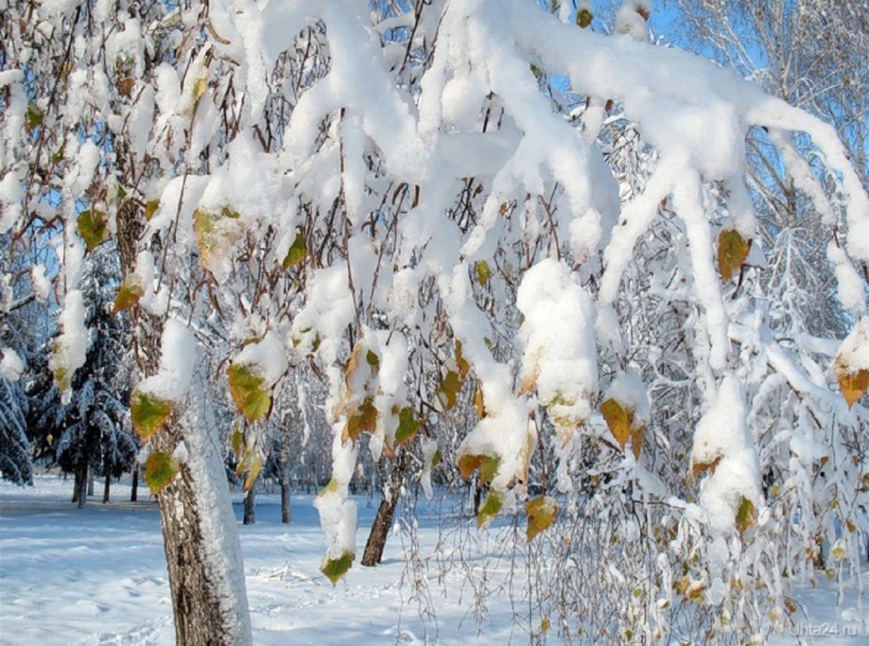 Берёзы первый снег