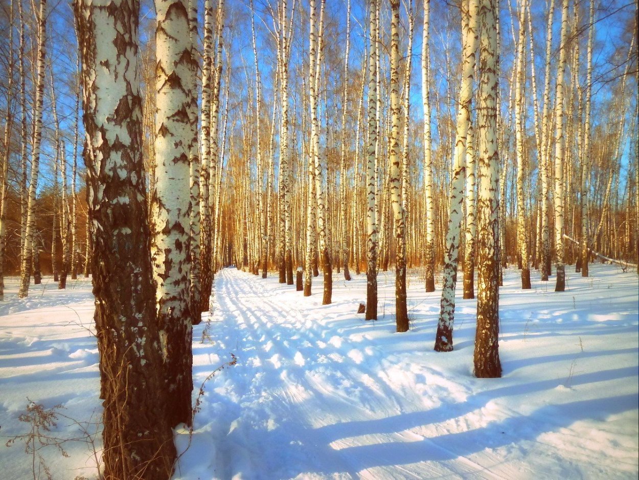 Березовая роща Назарово зима