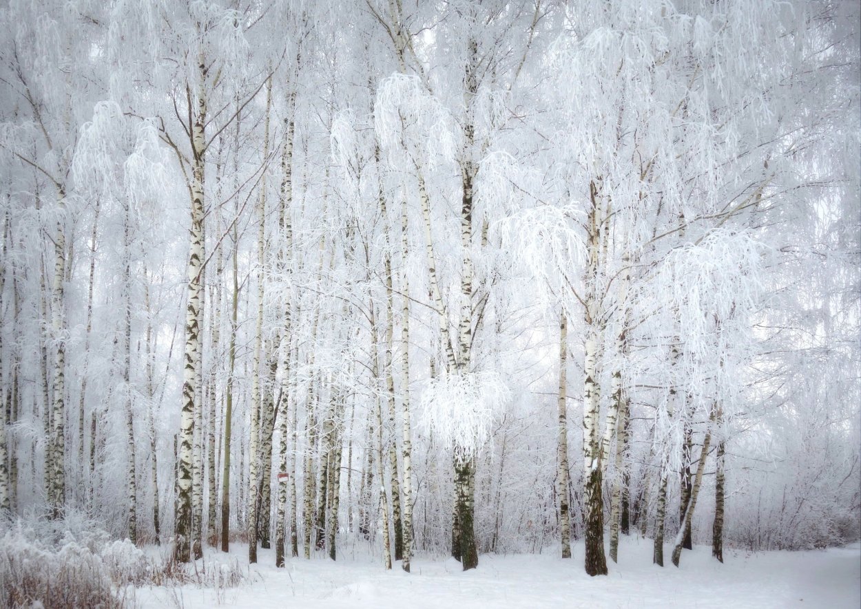 Березаберезовыя роща зимняя