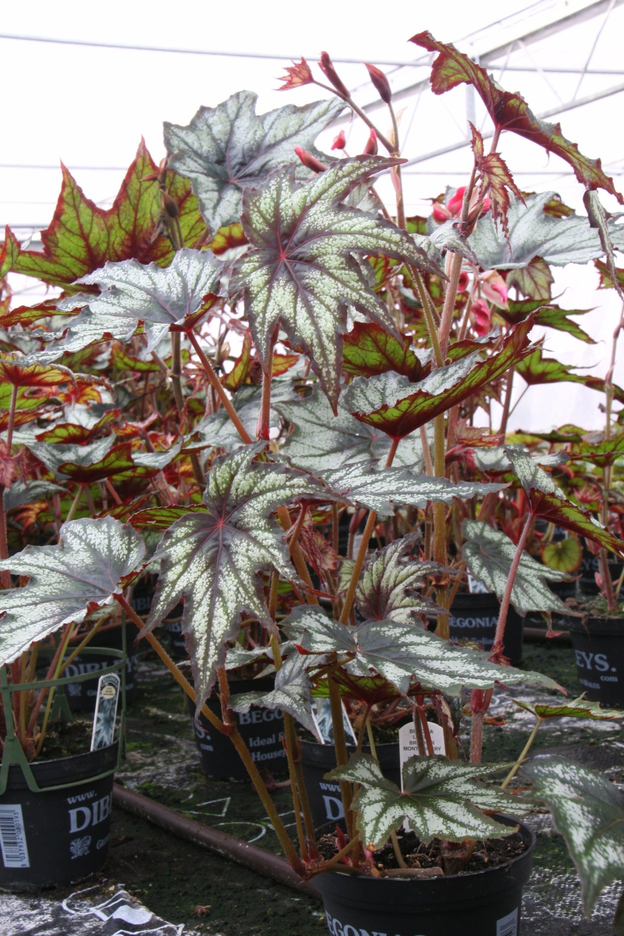 Бегония Сильвер спот