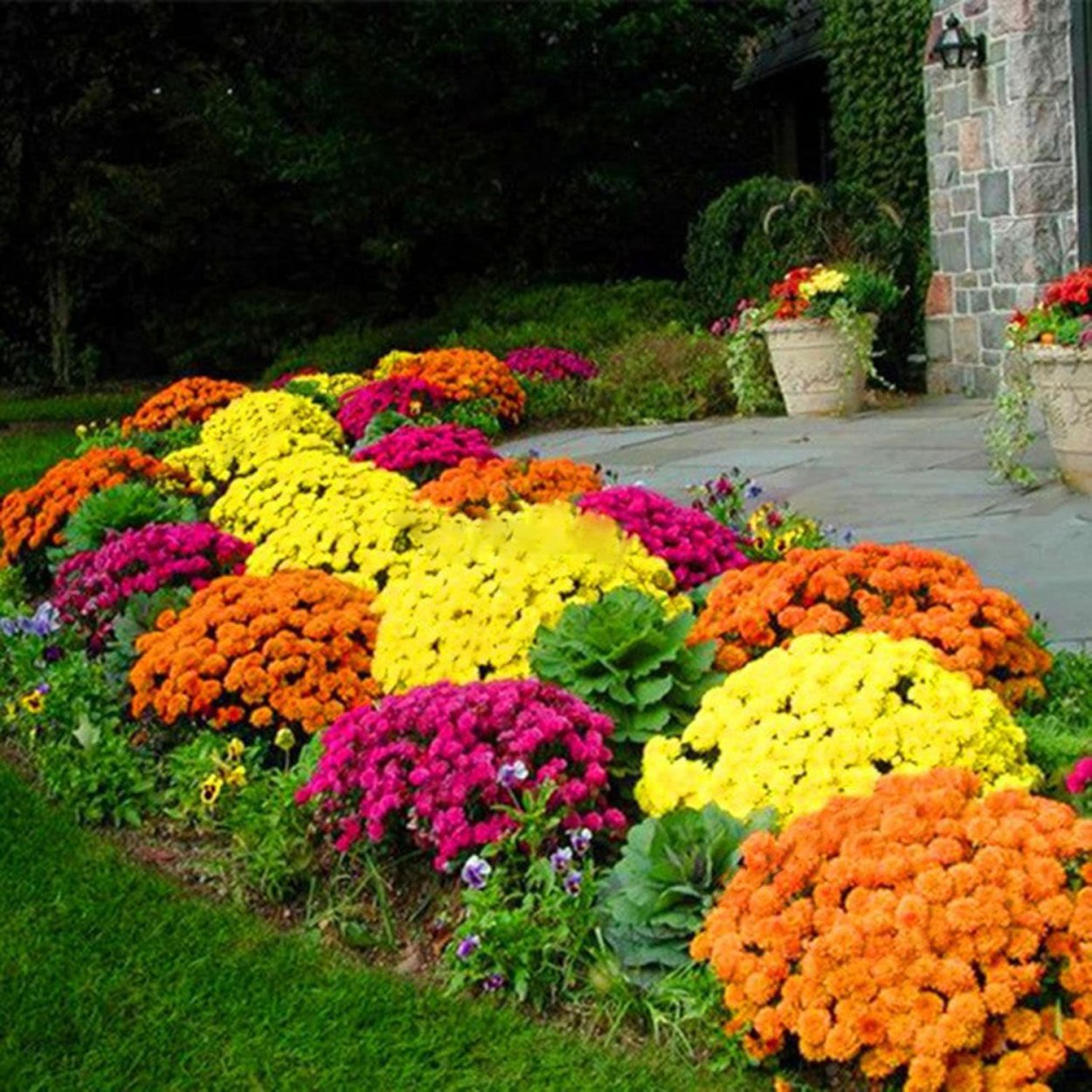 Хризантема низкорослая многолетняя