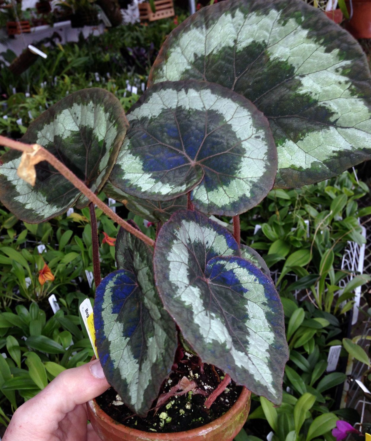 Бегония комнатная клубневая