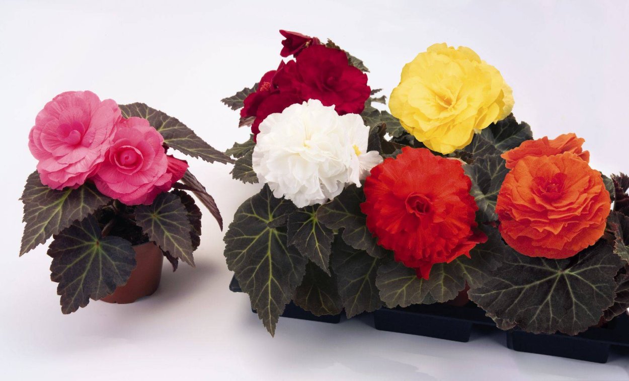 Бегония chloroneura