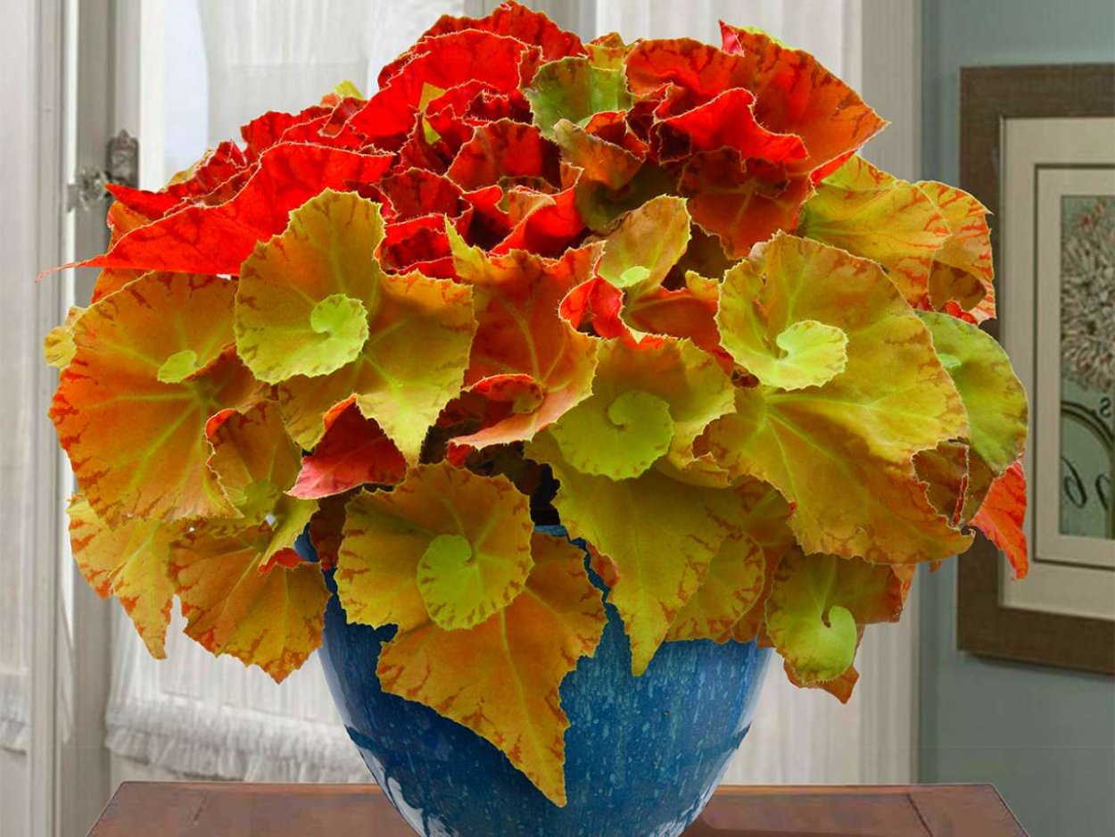 Бегония рекс розовая