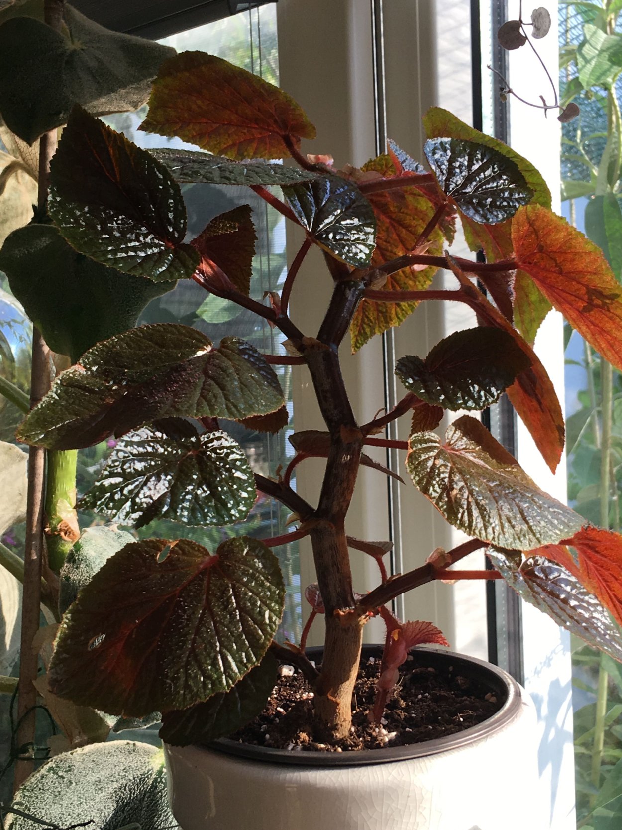 Бегония Кейн Bachiensis