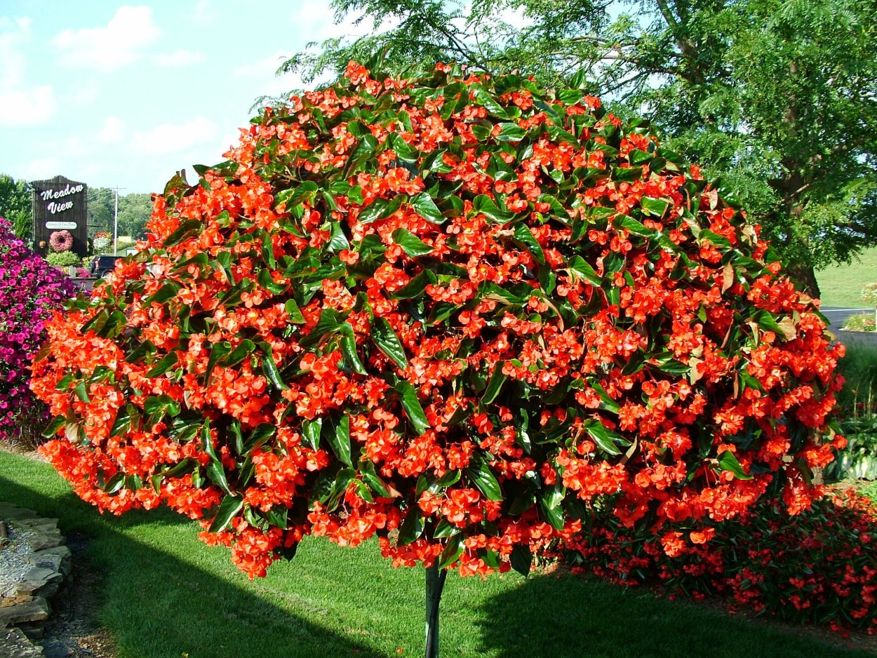 Бегония драгон Винг ред