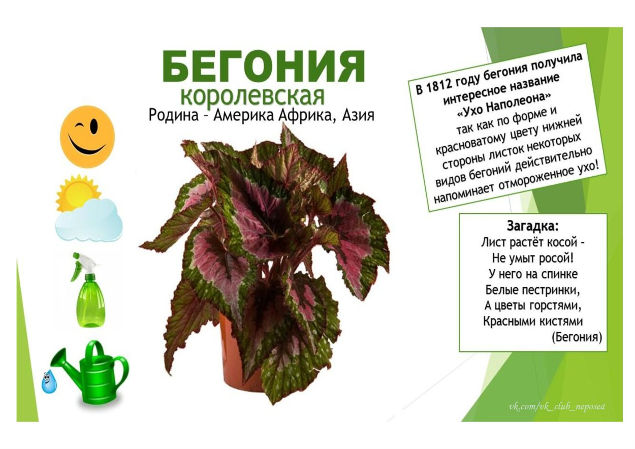 Колеус ампельный