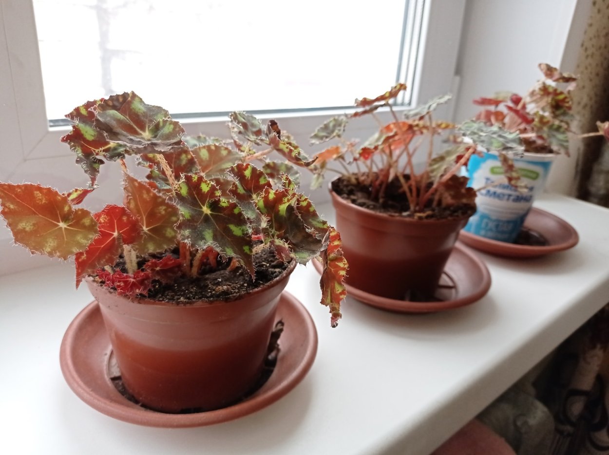 Паспорт комнатных растений в детском саду бегония