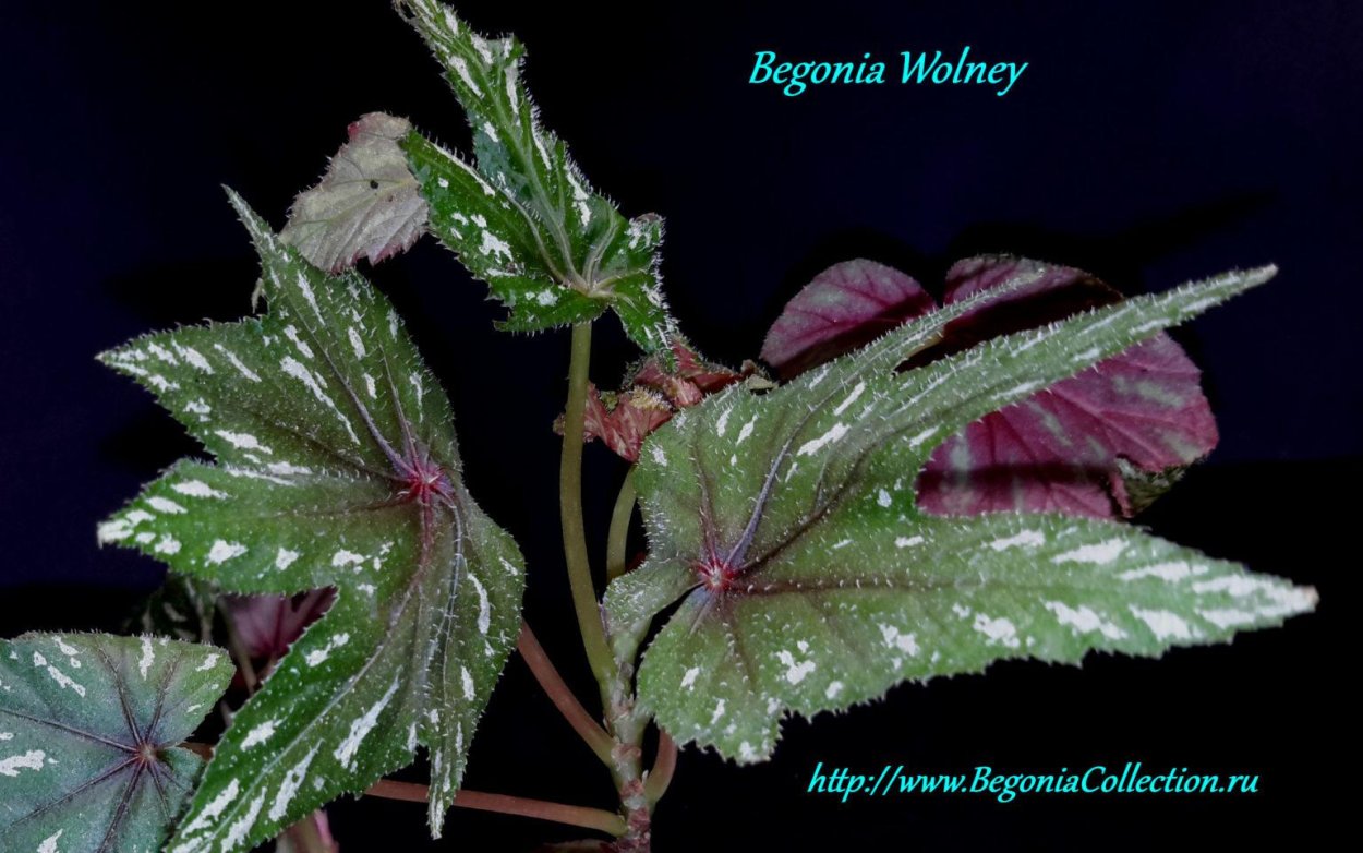 Сонерила Жемчужная растение