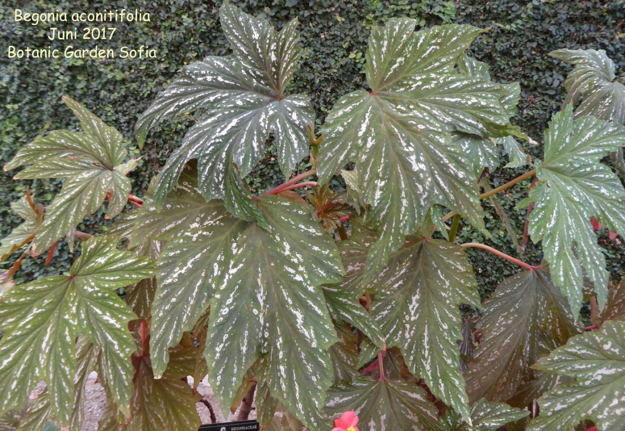 Бегония метельчатая