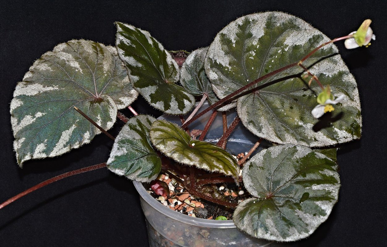 Бегония griffithii