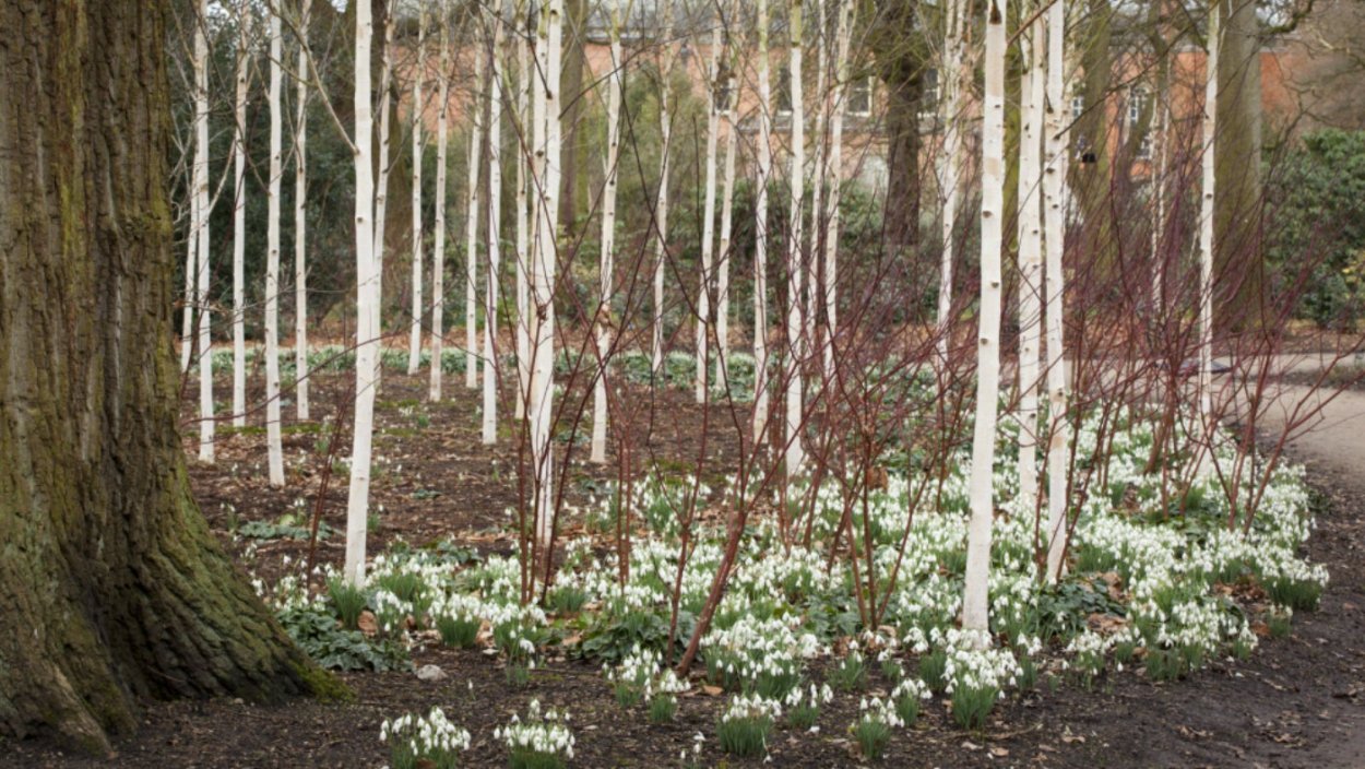 Береза гималайская Дуренбос