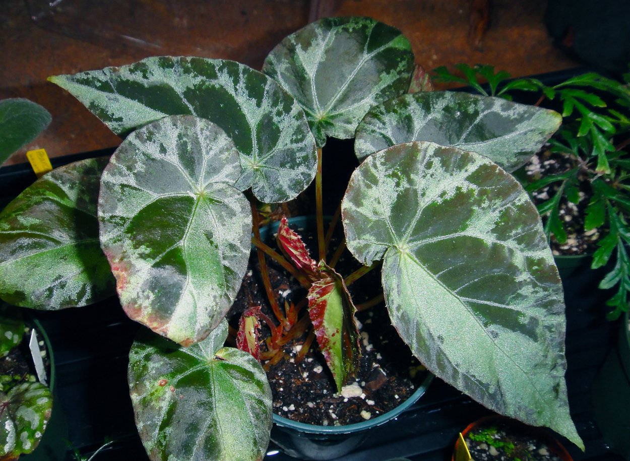 Бегонии aconitifolia