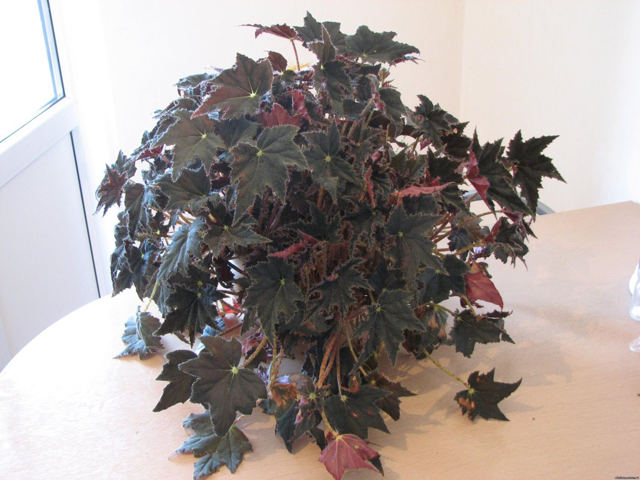 Паспорт комнатных растений в детском саду бегония