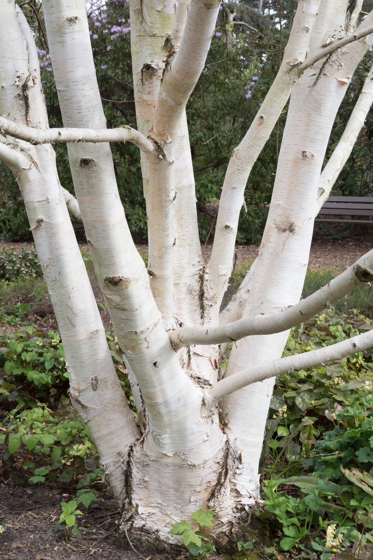 Береза Жакмона (Betula jacquemontii)